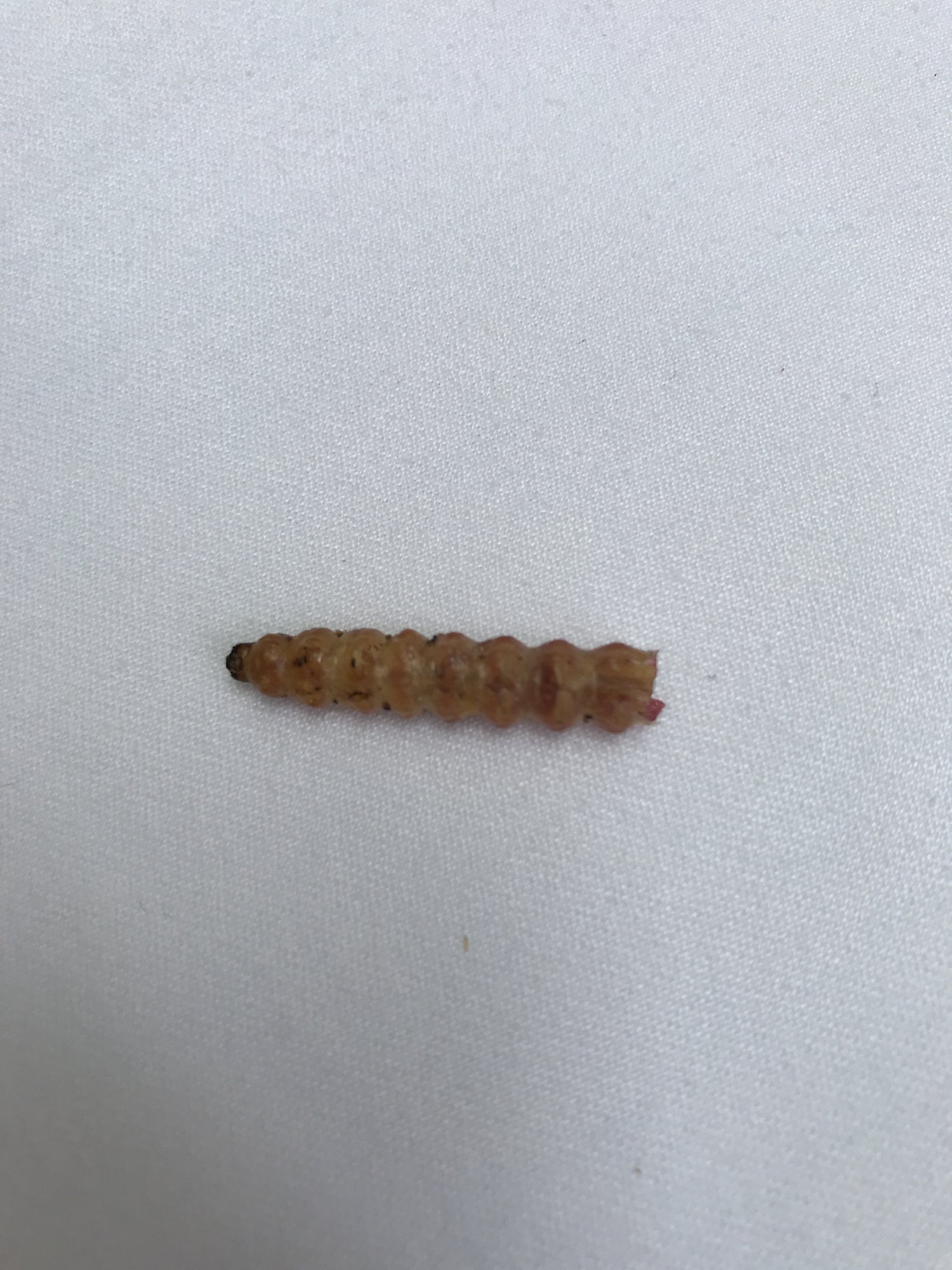One toasted maguey worm on a white plate