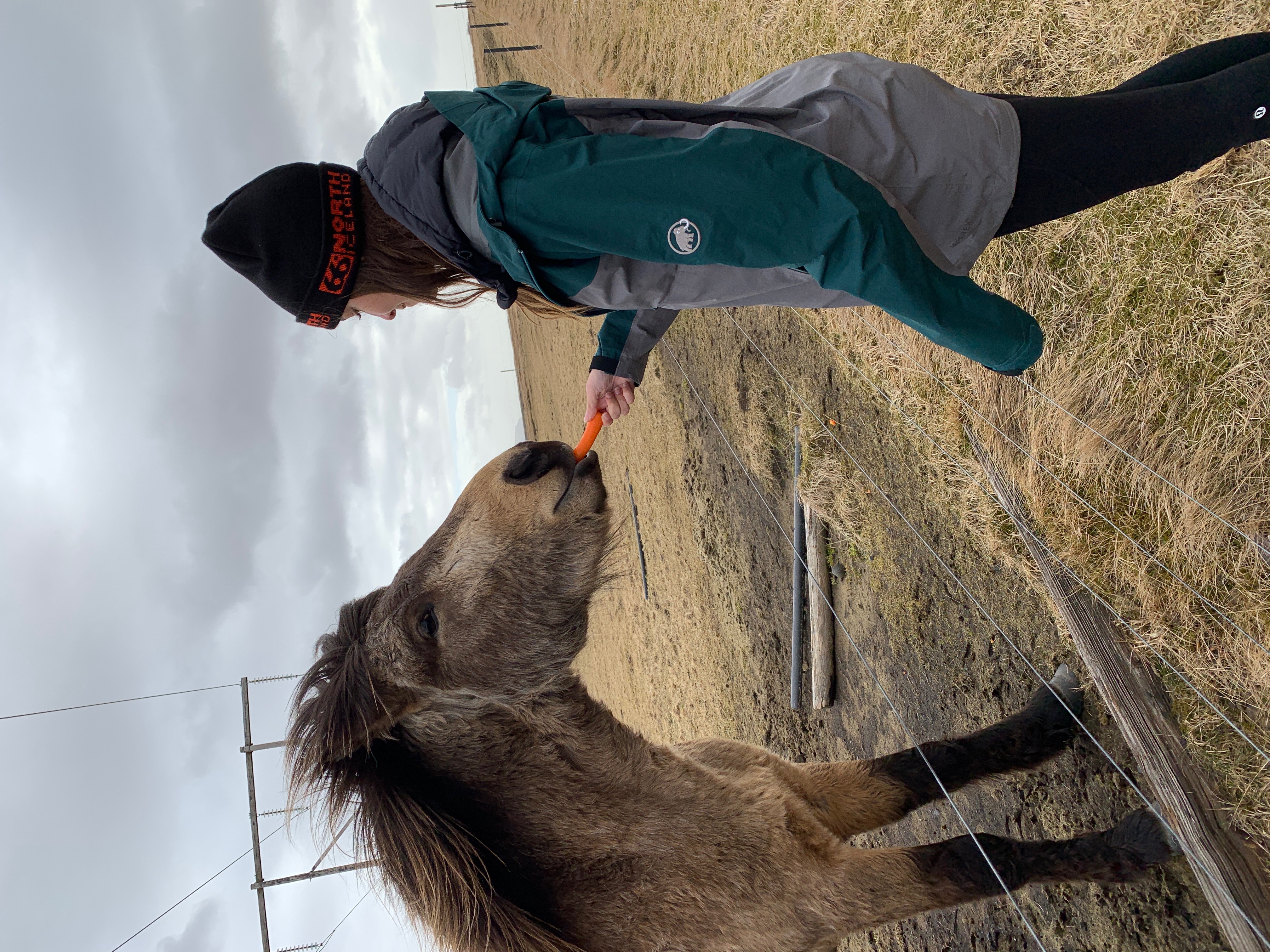 Feeding a carrot to an Icelandic horse roadside