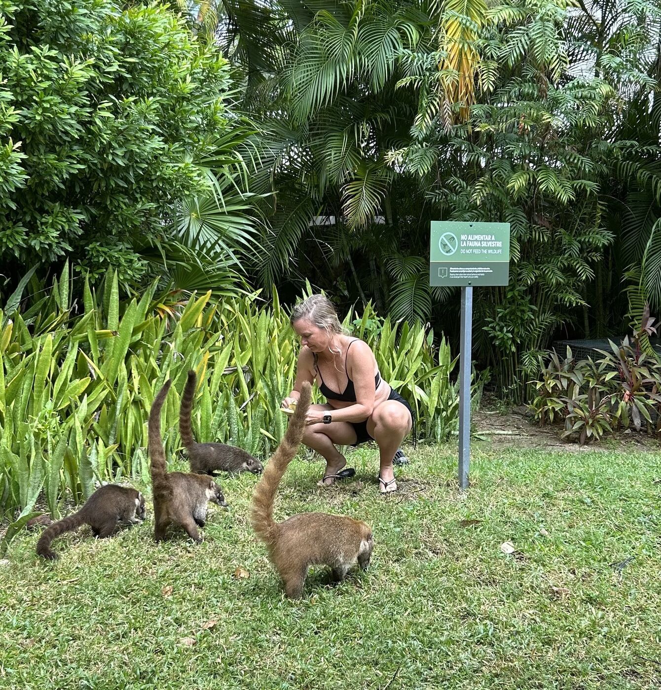 She-Stache crouching on the grass among four coatis beside a sign that says Do Not Feed the Wildlife
