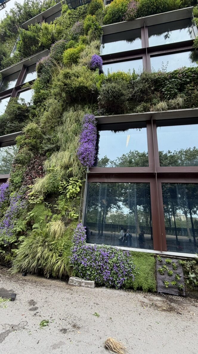 Purple flowers and dense green plants growing up the vertical garden wall of the Musee du quai Branly