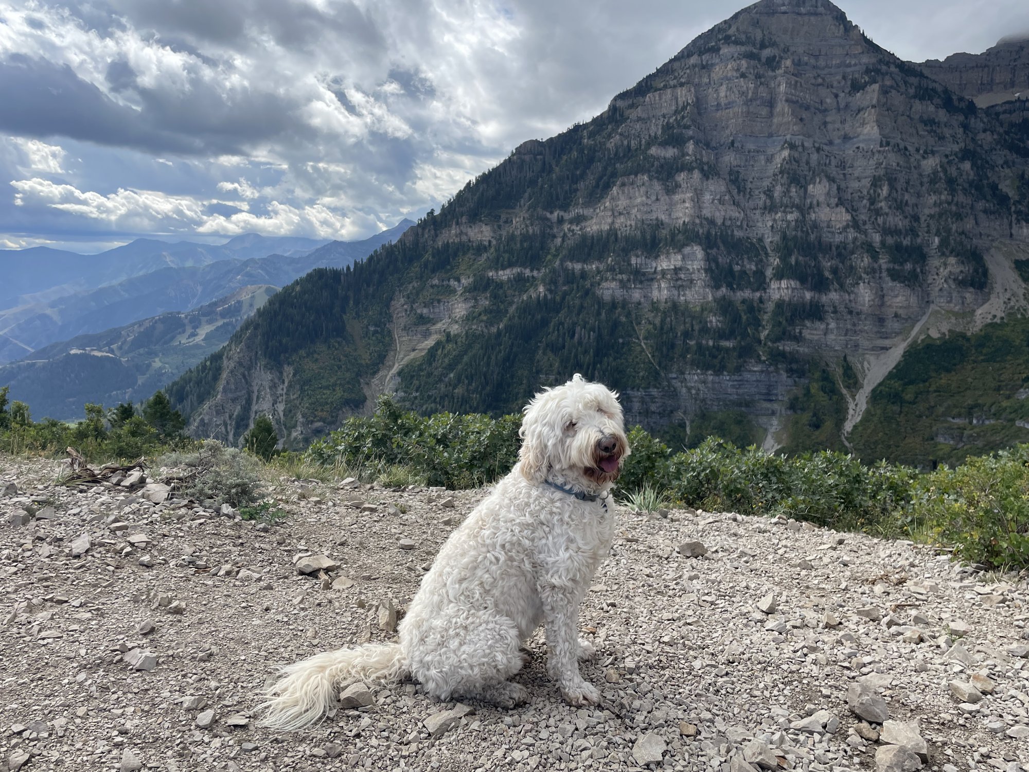 Pup-Stache sitting on a rocky trail on Mount Timpanogos with a sheer gray mountain face and green slopes behind him