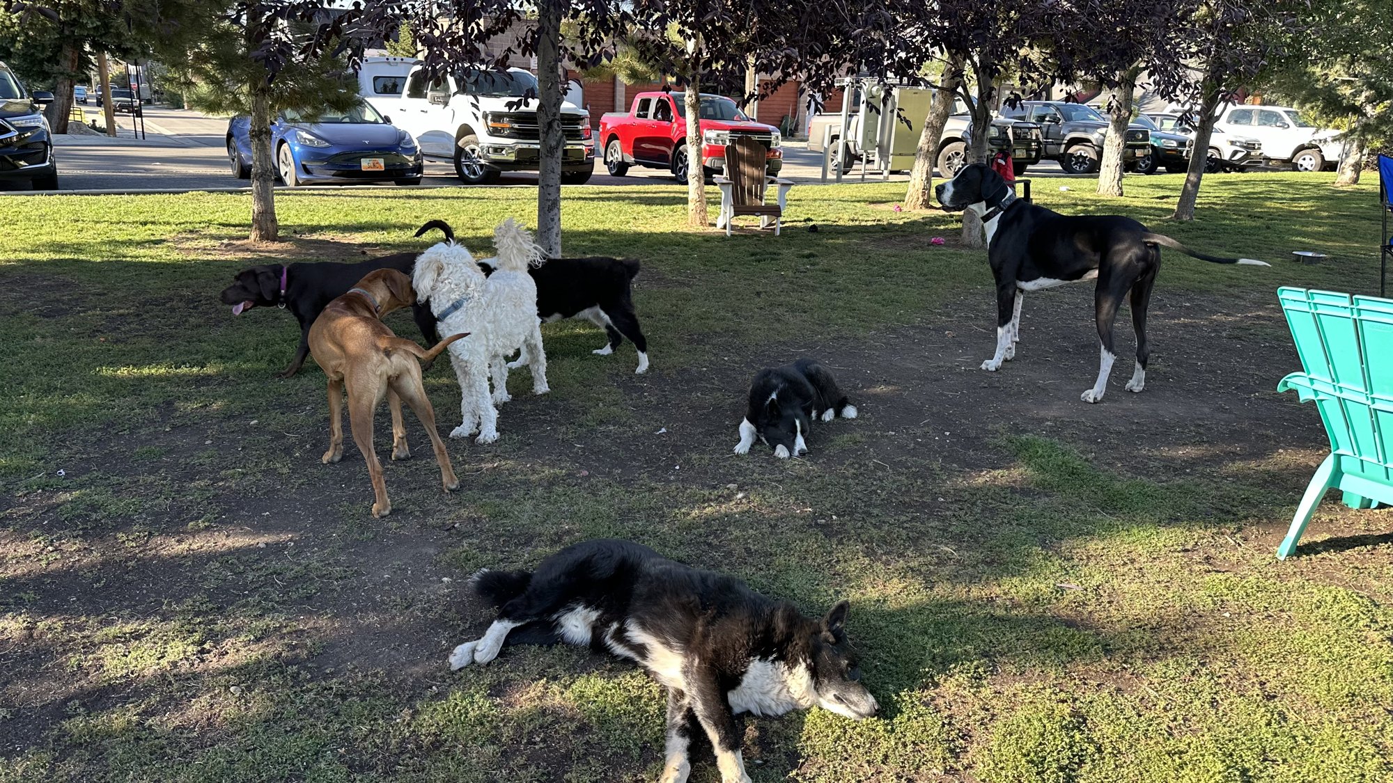 A mixed pack of dogs, Pup-Stache among them, playing and lounging under the trees at Library Field