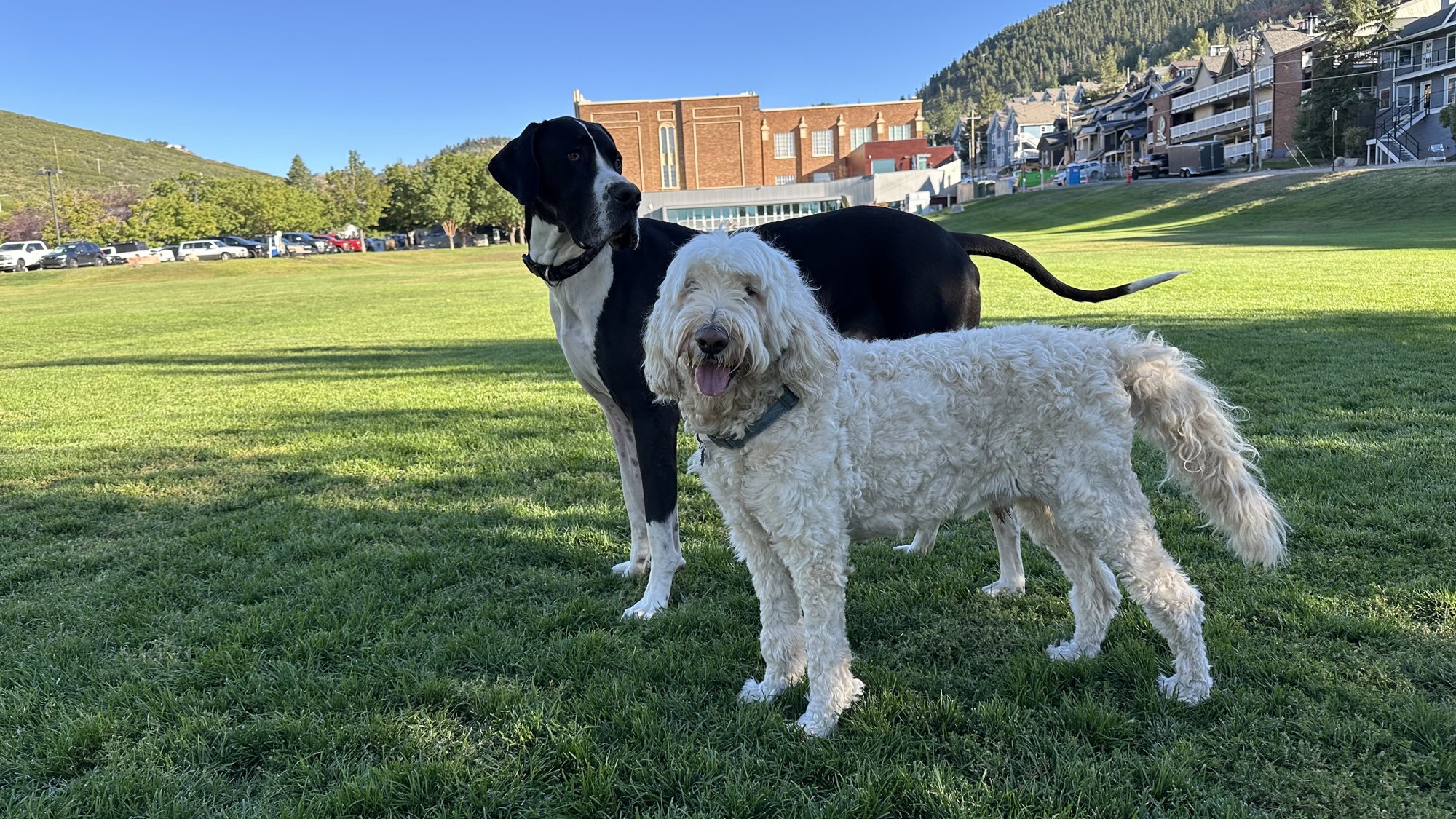 Pup-Stache standing on the grass at Library Field next to a black and white Great Dane, with Park City&rsquo;s hillside houses behind them