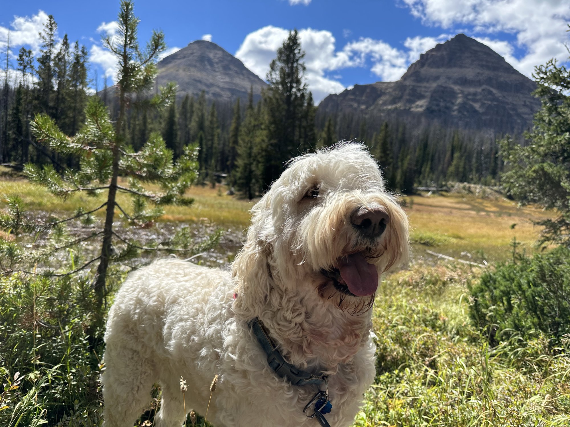 Pup-Stache grinning in a sunny meadow in the Uinta Mountains with pine trees and two rocky peaks behind him