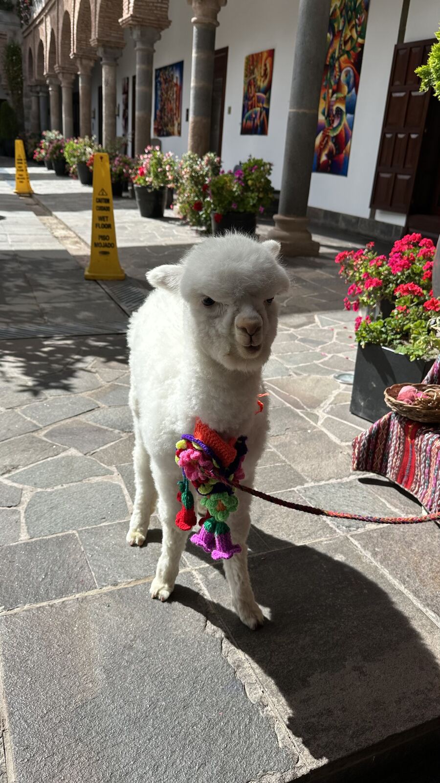 A baby alpaca with a colorful woven collar standing in a flower-filled courtyard