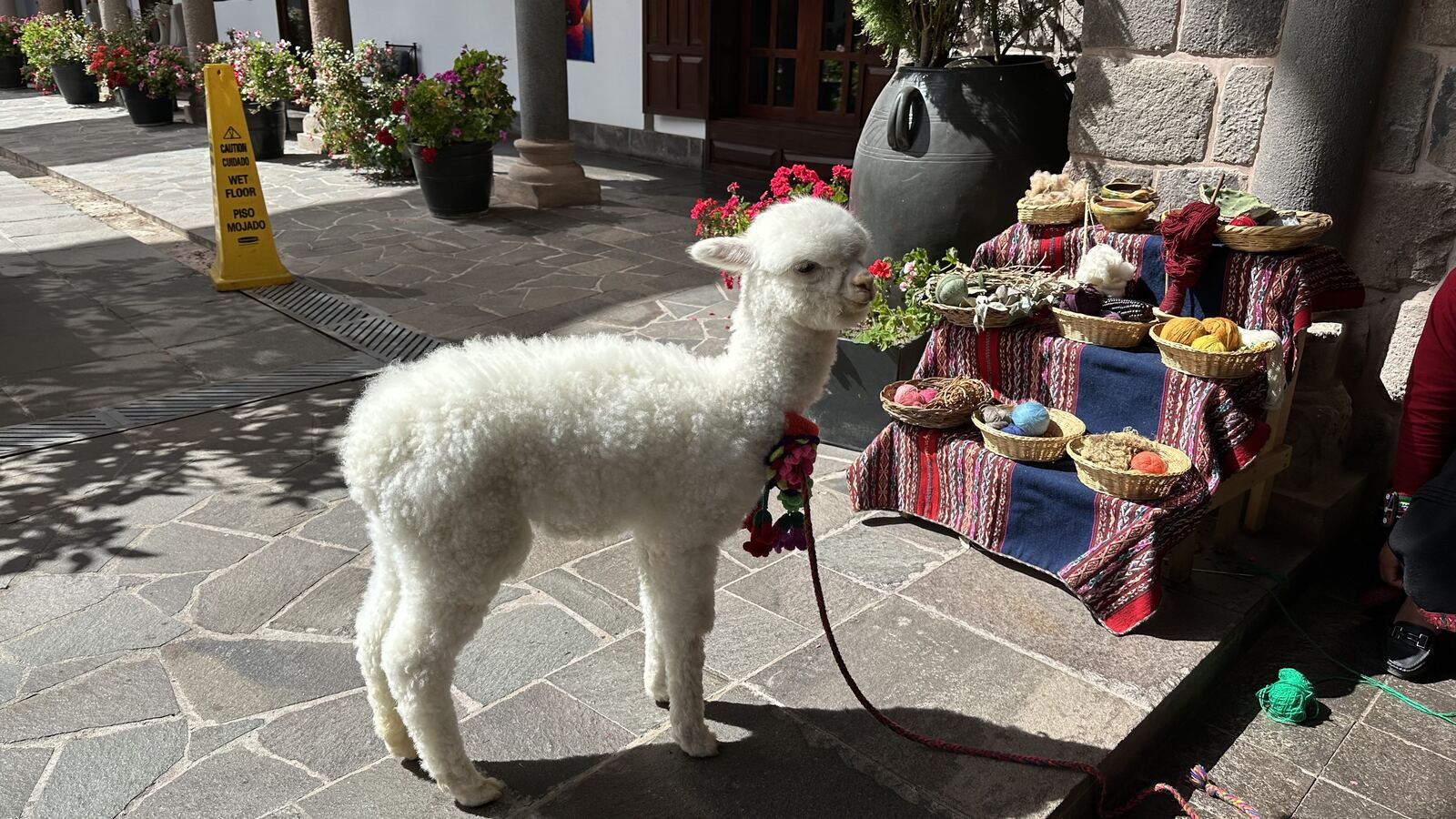 A white baby alpaca beside a table of yarn and woven textiles