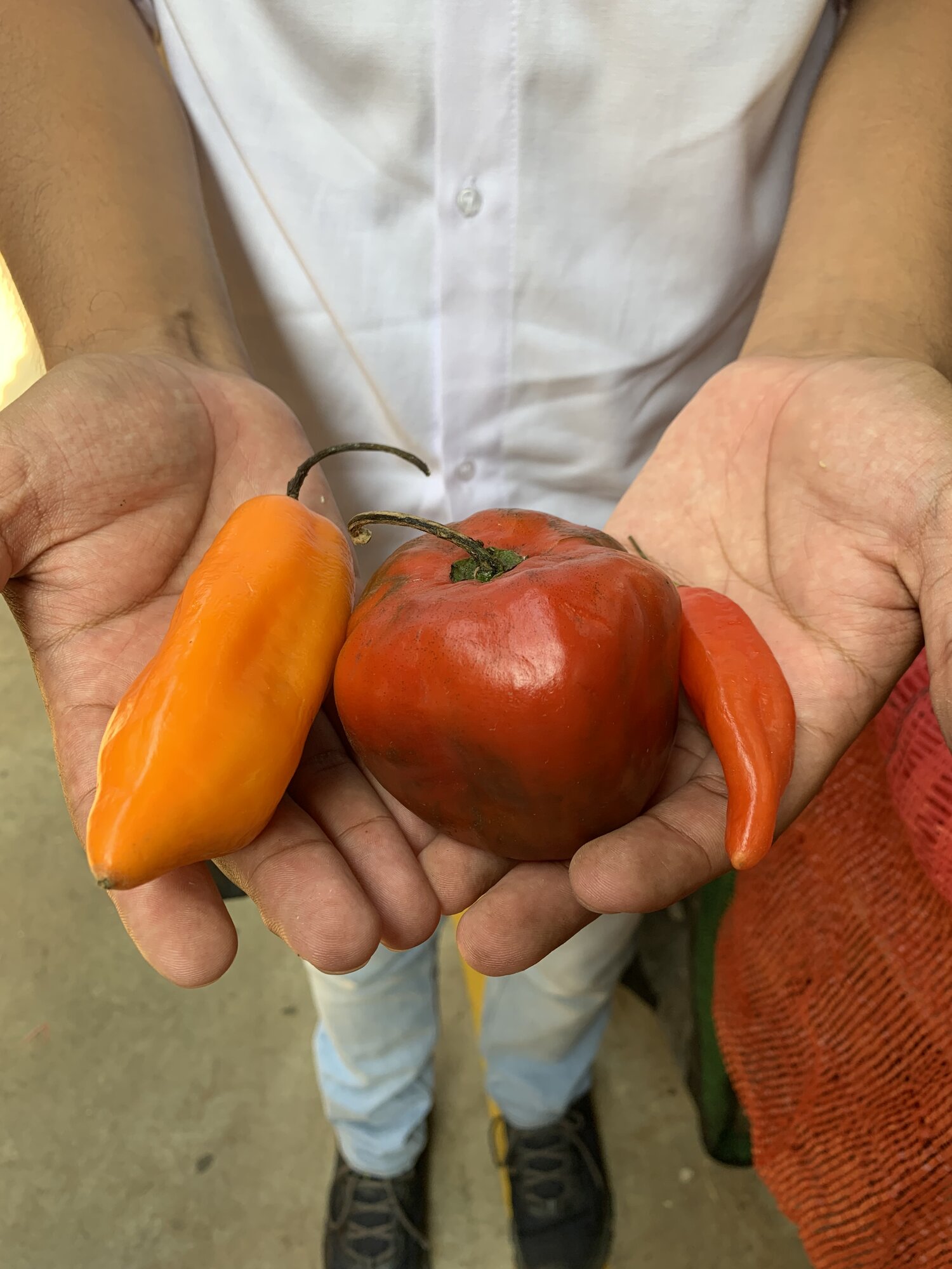 Hands holding fresh Peruvian peppers at a Lima market