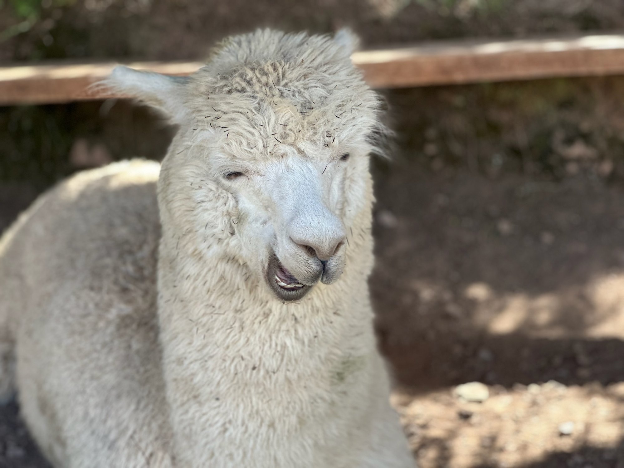A close-up of a shaggy white alpaca with a slightly goofy expression