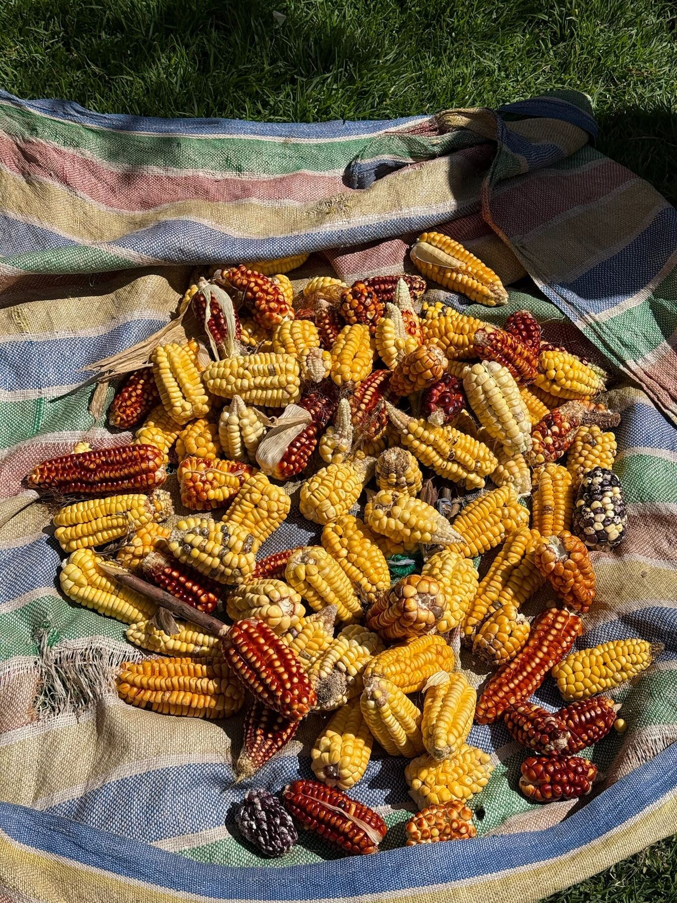 A pile of multicolored Andean corn on a striped woven cloth