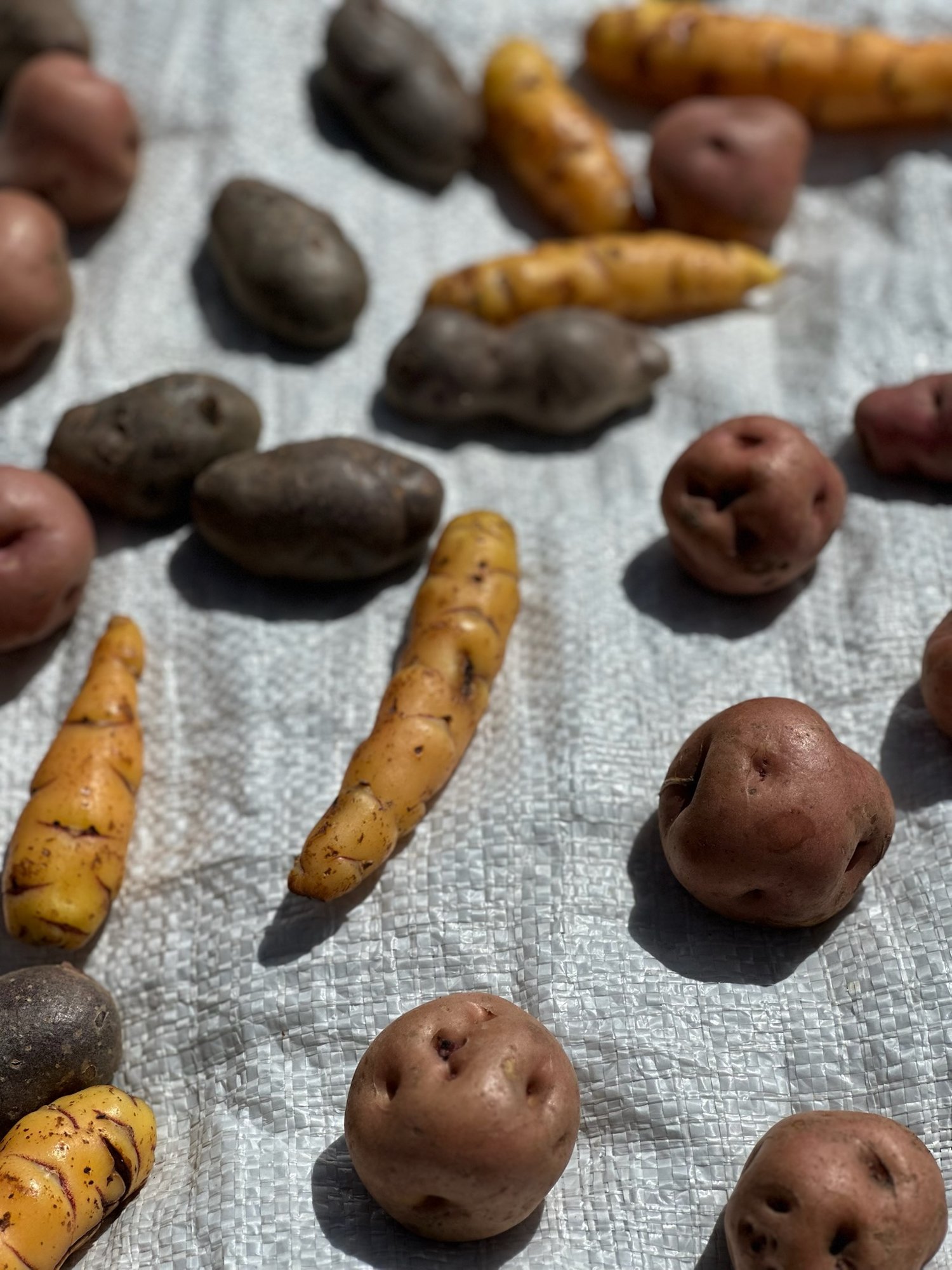 Native potatoes and tubers in red, purple and yellow spread on a tarp