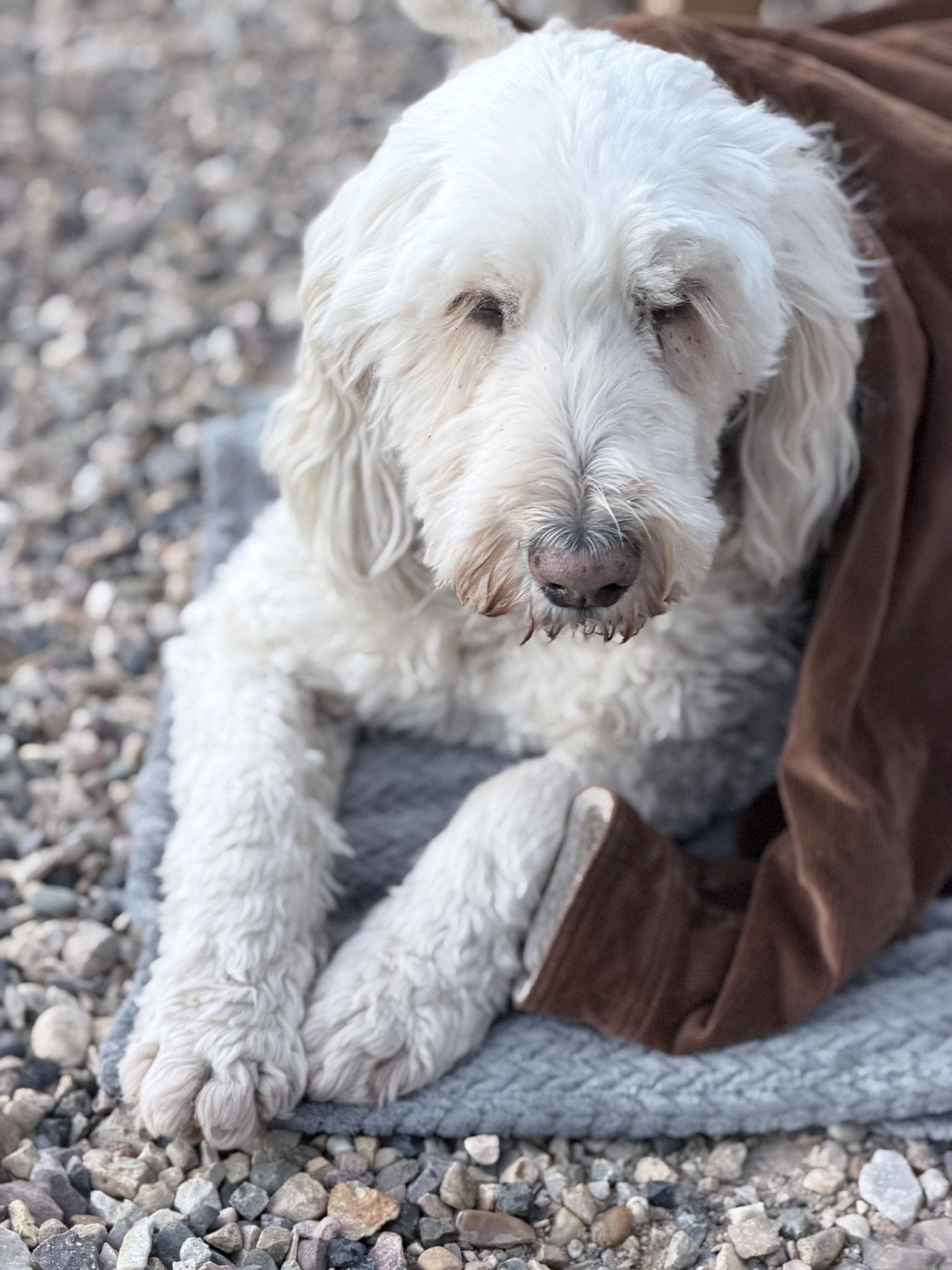 Pup-Stache lying on a gray blanket on the gravel at Ofland Escalante, tucked against She-Stache&rsquo;s brown corduroy jacket