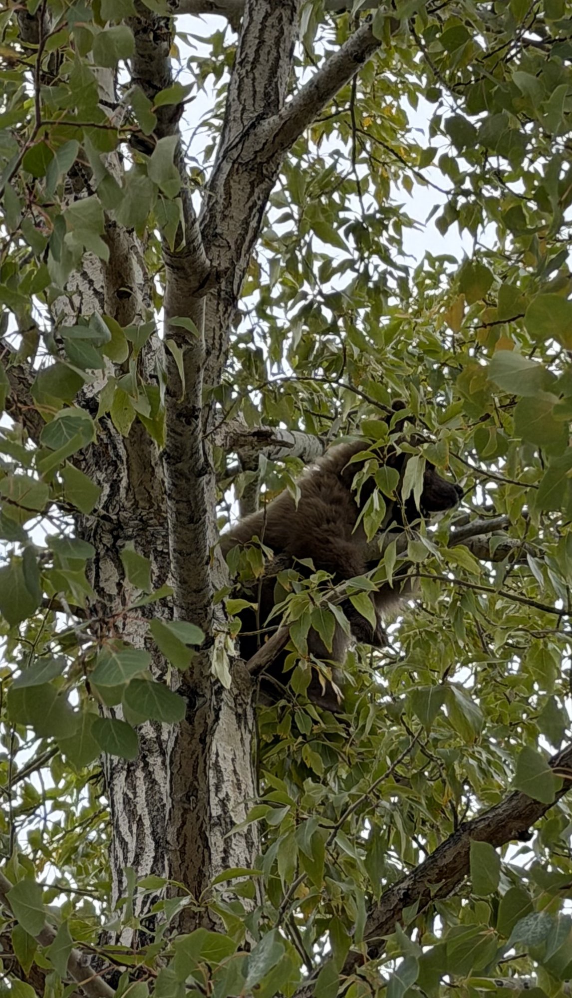 A young bear with a cinnamon-brown coat resting high in the leafy branches of a cottonwood in Edwards
