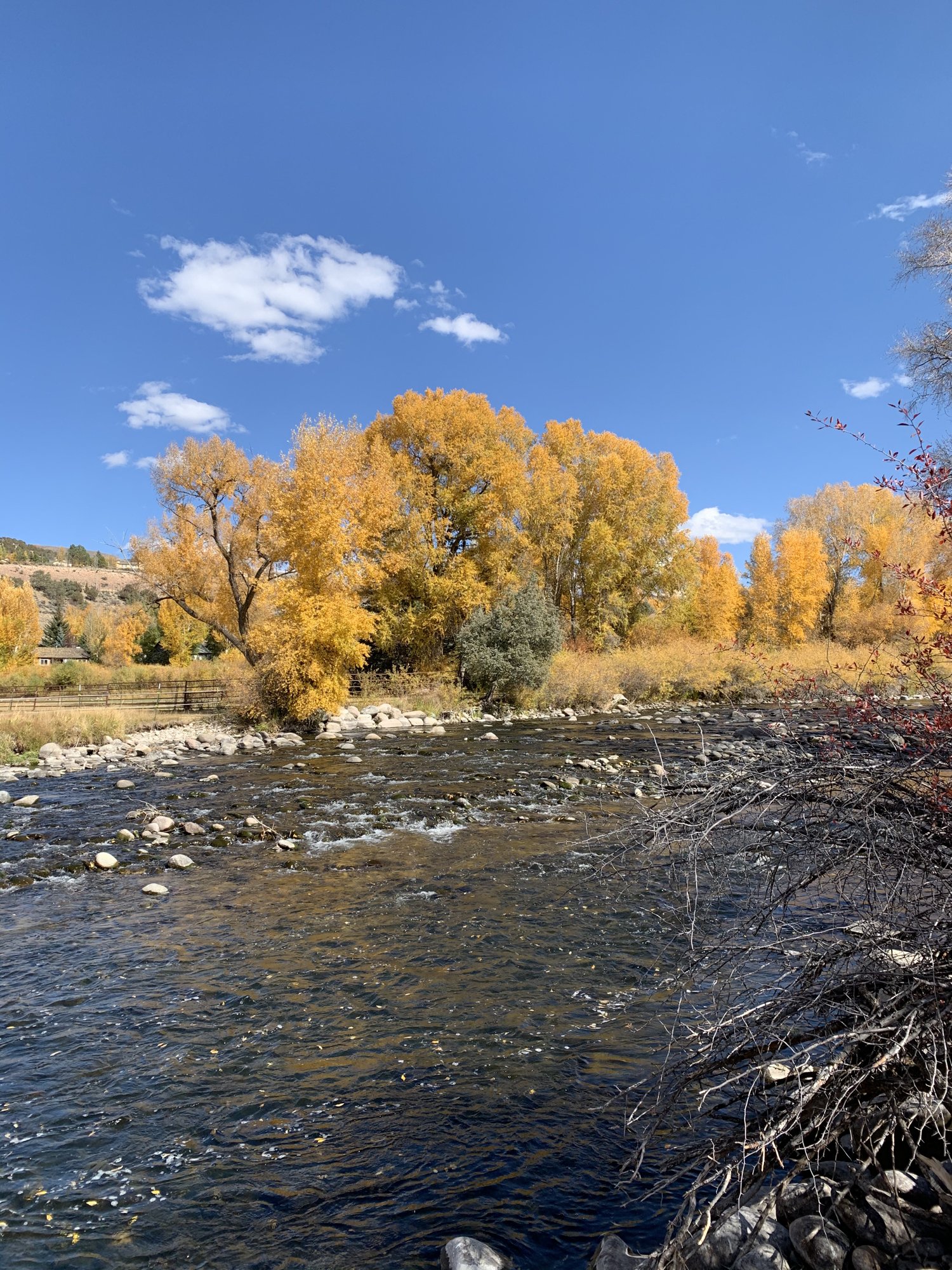 The clear, shallow Eagle River running over stones in Edwards beneath cottonwood trees in full golden fall color