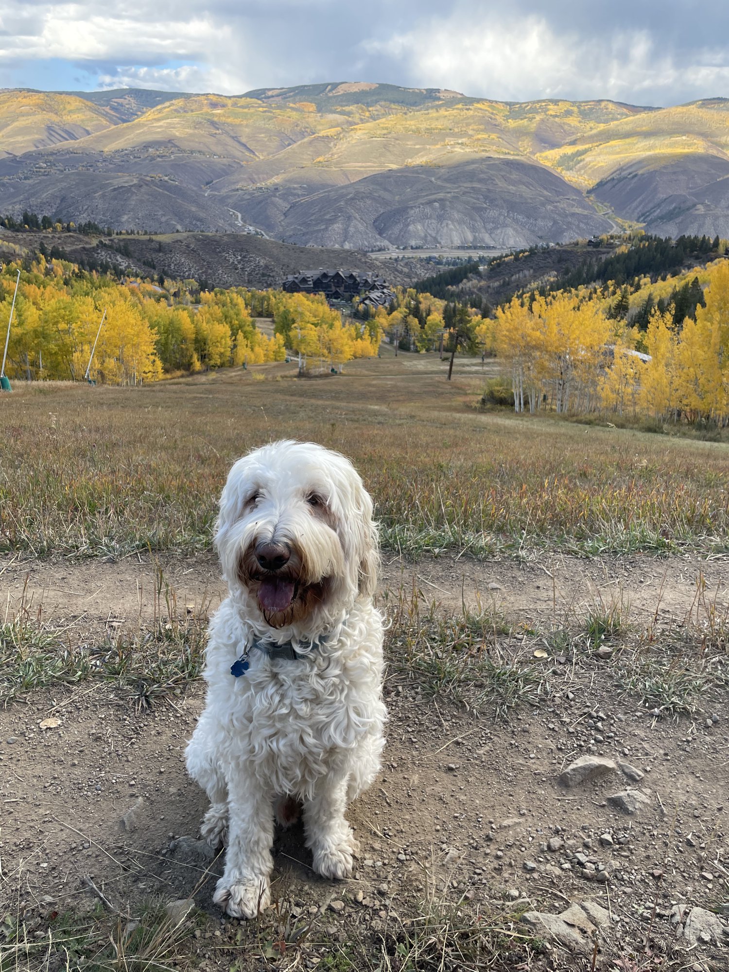 Pup-Stache sitting on a dirt trail with golden aspen hillsides behind him