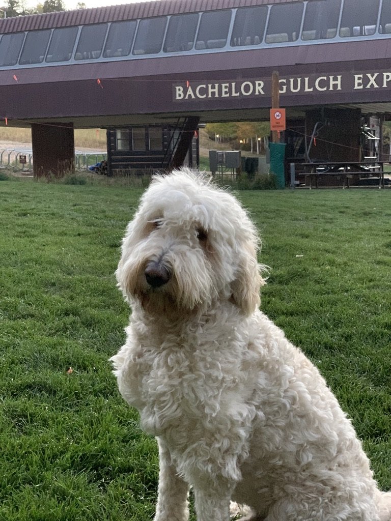 Pup-Stache sitting on green grass in front of the Bachelor Gulch Express lift