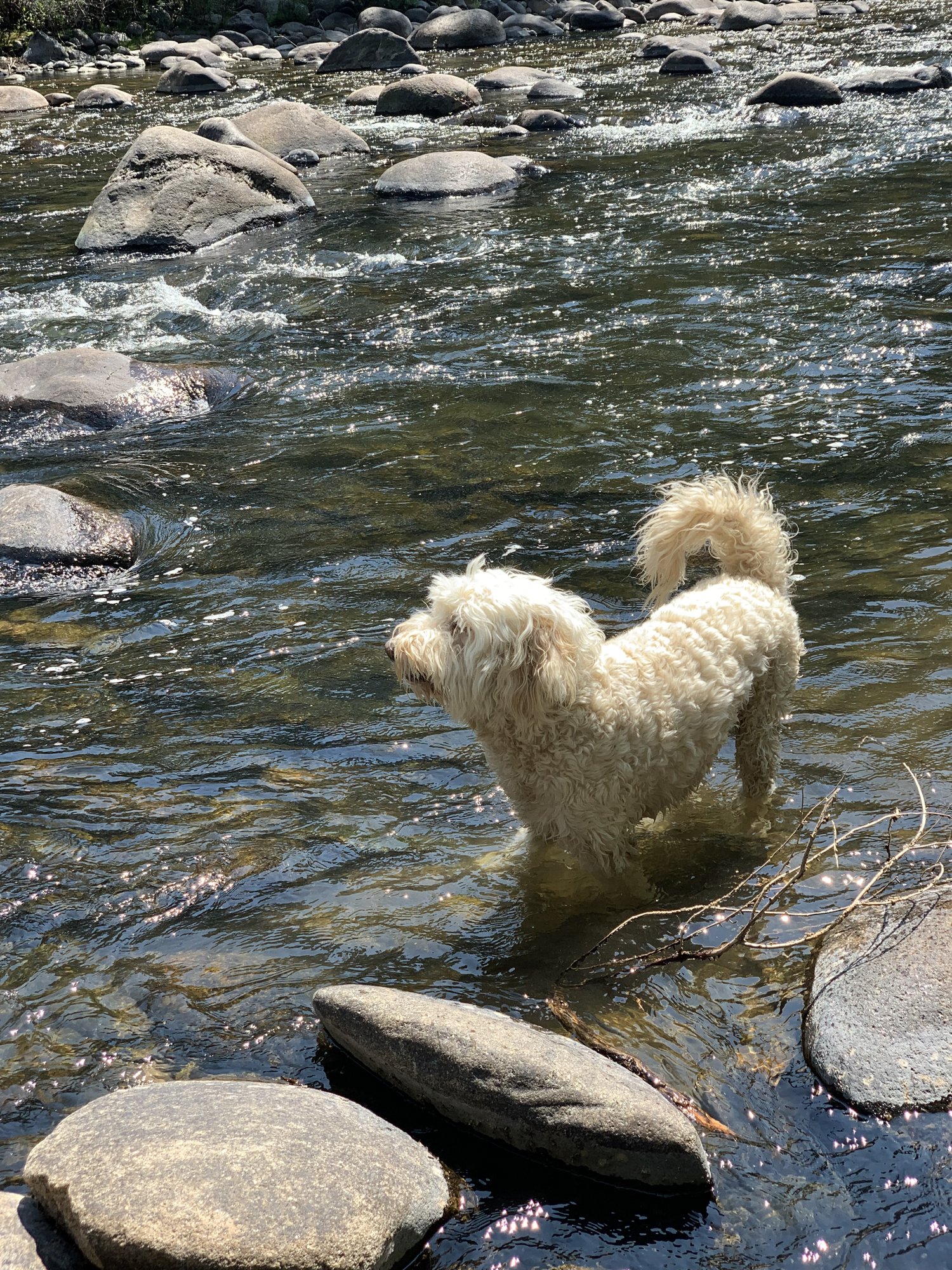 Pup-Stache standing chest-deep in the rippling Eagle River among smooth boulders