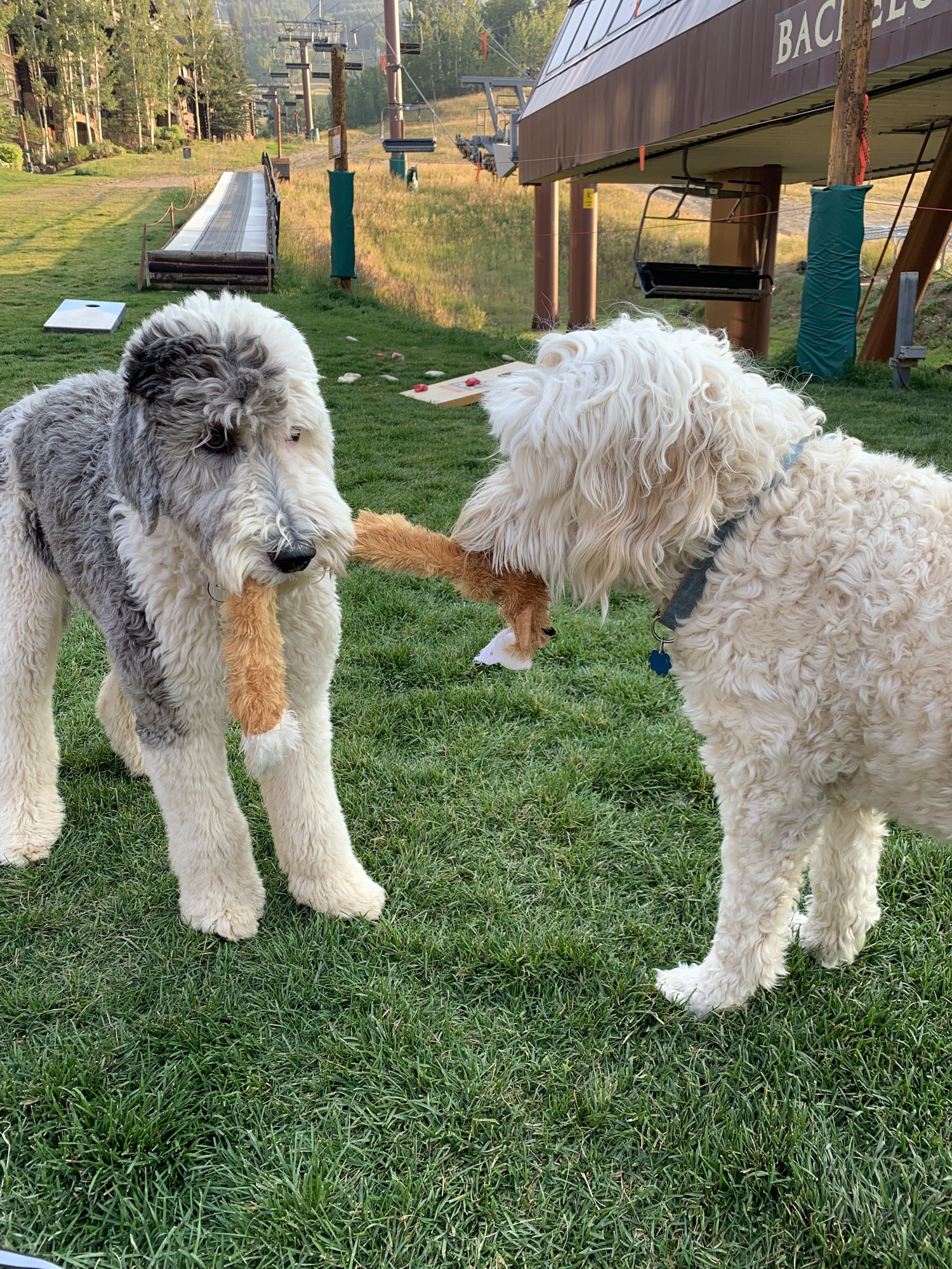 Pup-Stache and a gray doodle tugging on a toy on the grass beside a chairlift