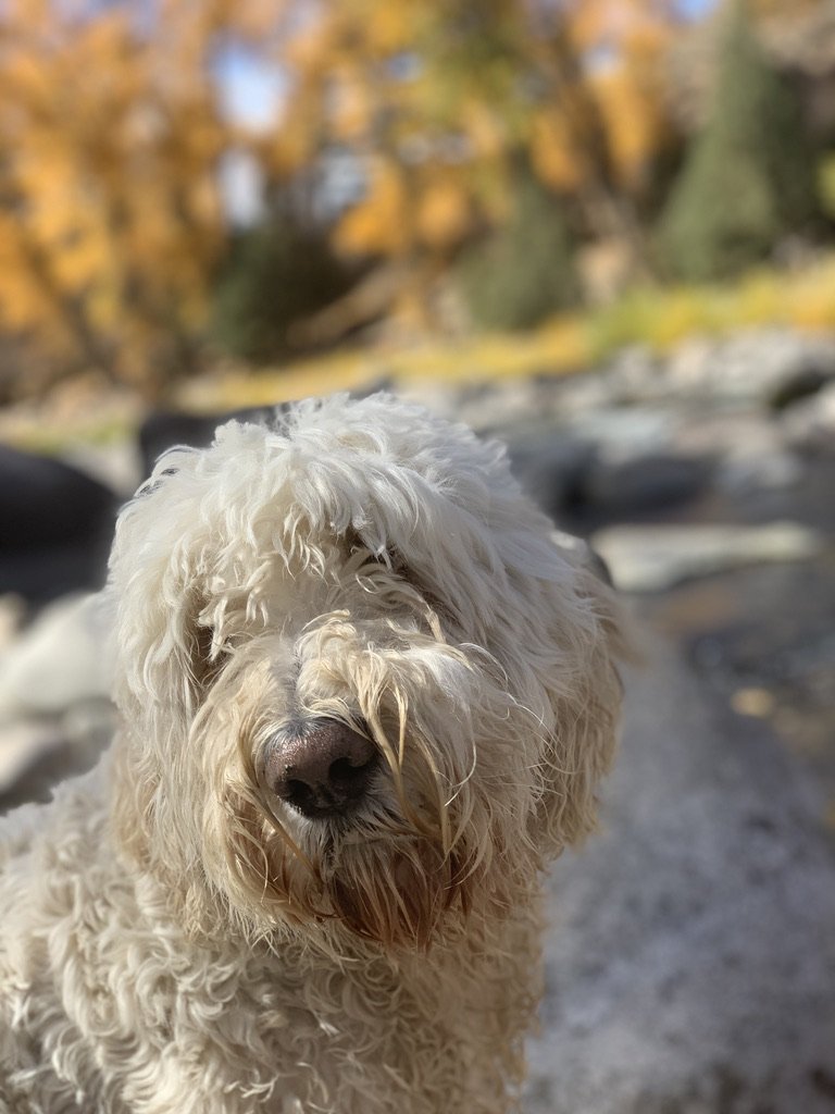 A close-up of Pup-Stache with blurred autumn leaves behind him
