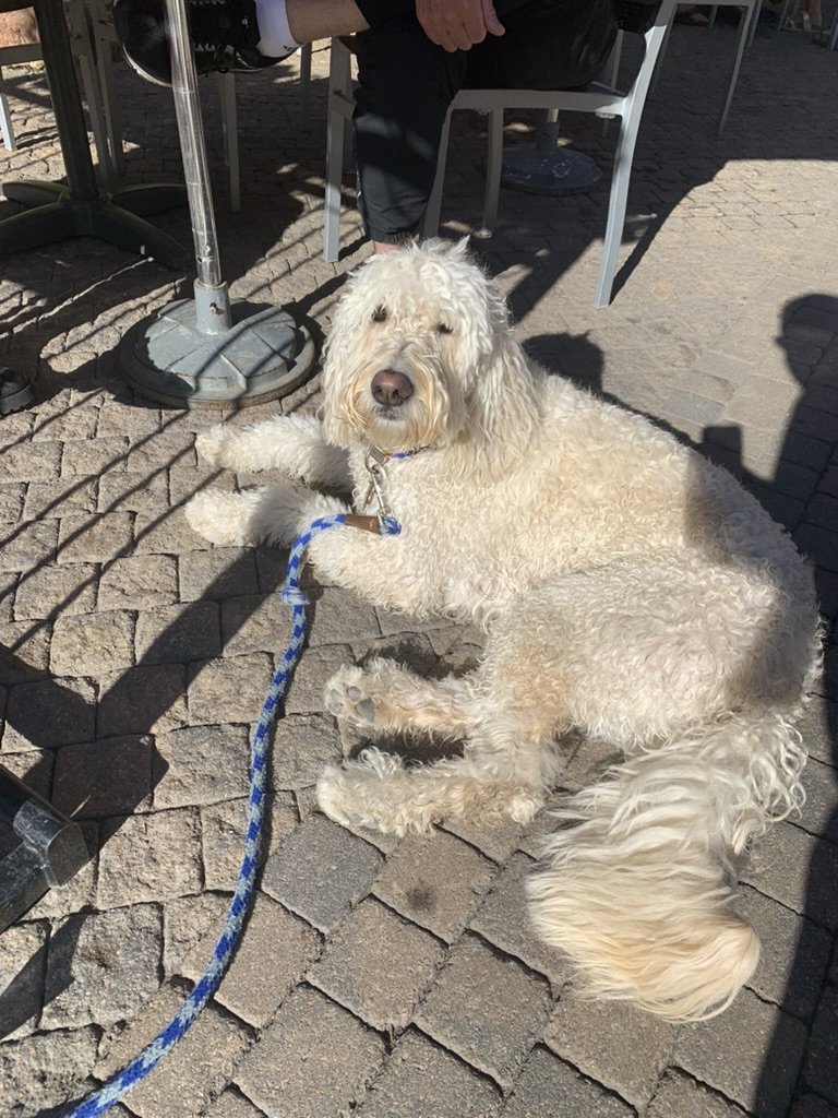 Pup-Stache lying on sunny paving stones beneath an outdoor caf&eacute; table in Vail, his leash looped beside him
