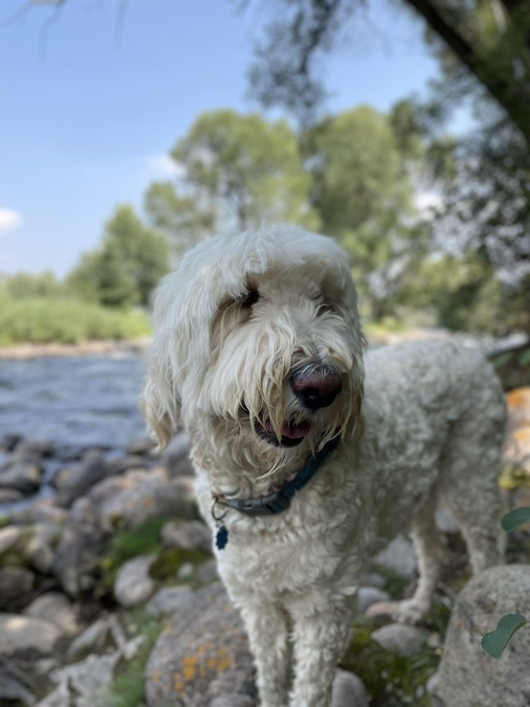 Pup-Stache standing on rocks at the edge of the Eagle River in Edwards, shaggy and dry