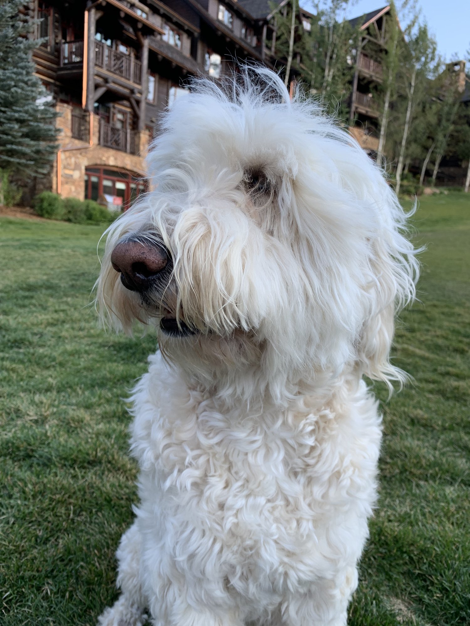 A fluffy Pup-Stache sitting on a lawn in front of the timber-and-stone Ritz-Carlton, Bachelor Gulch