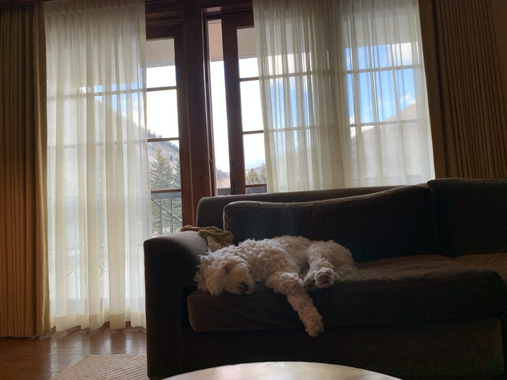 Pup-Stache asleep on a dark velvet sofa in front of tall windows with sheer curtains and snowy slopes outside