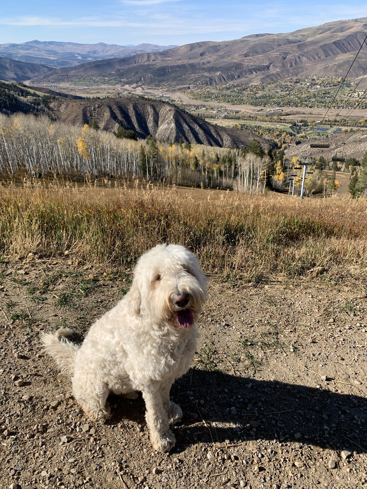 Pup-Stache sitting on a dirt trail above a valley of golden aspens