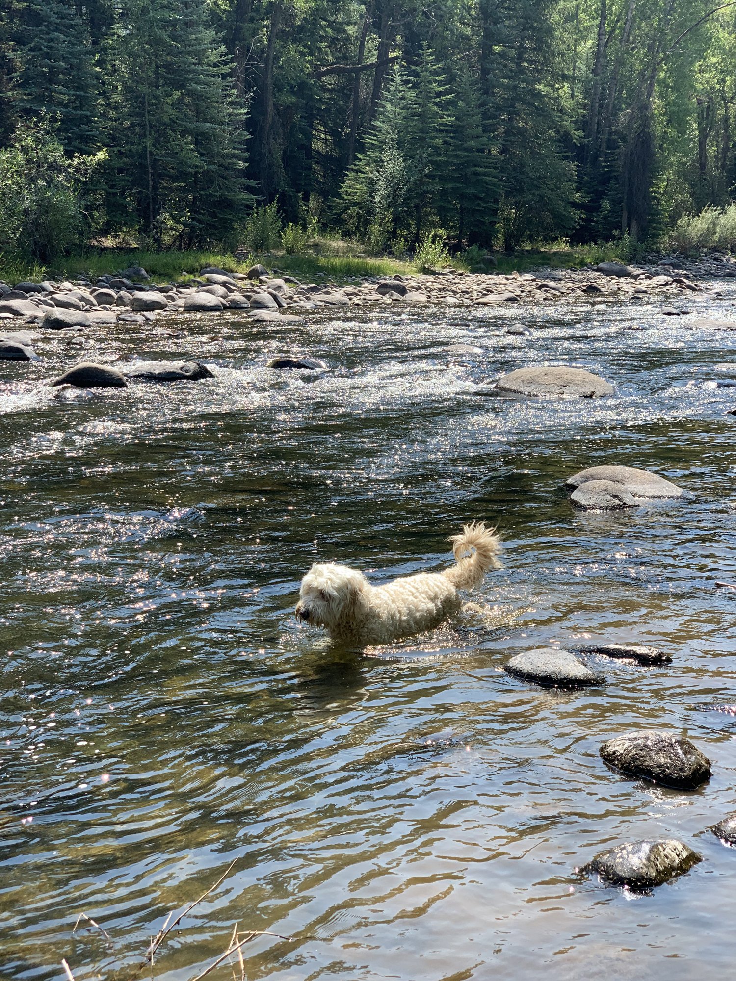 Pup-Stache swimming across a wide, shallow stretch of the Eagle River with evergreens on the far bank
