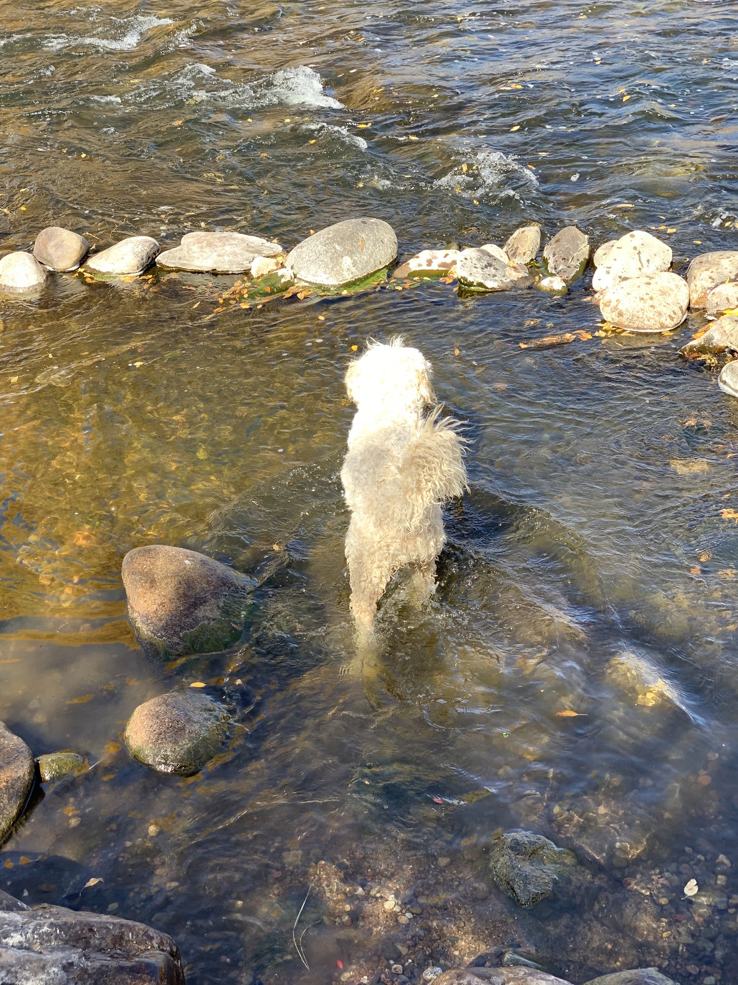 Pup-Stache wading into the clear, rocky Eagle River, stepping between round stones