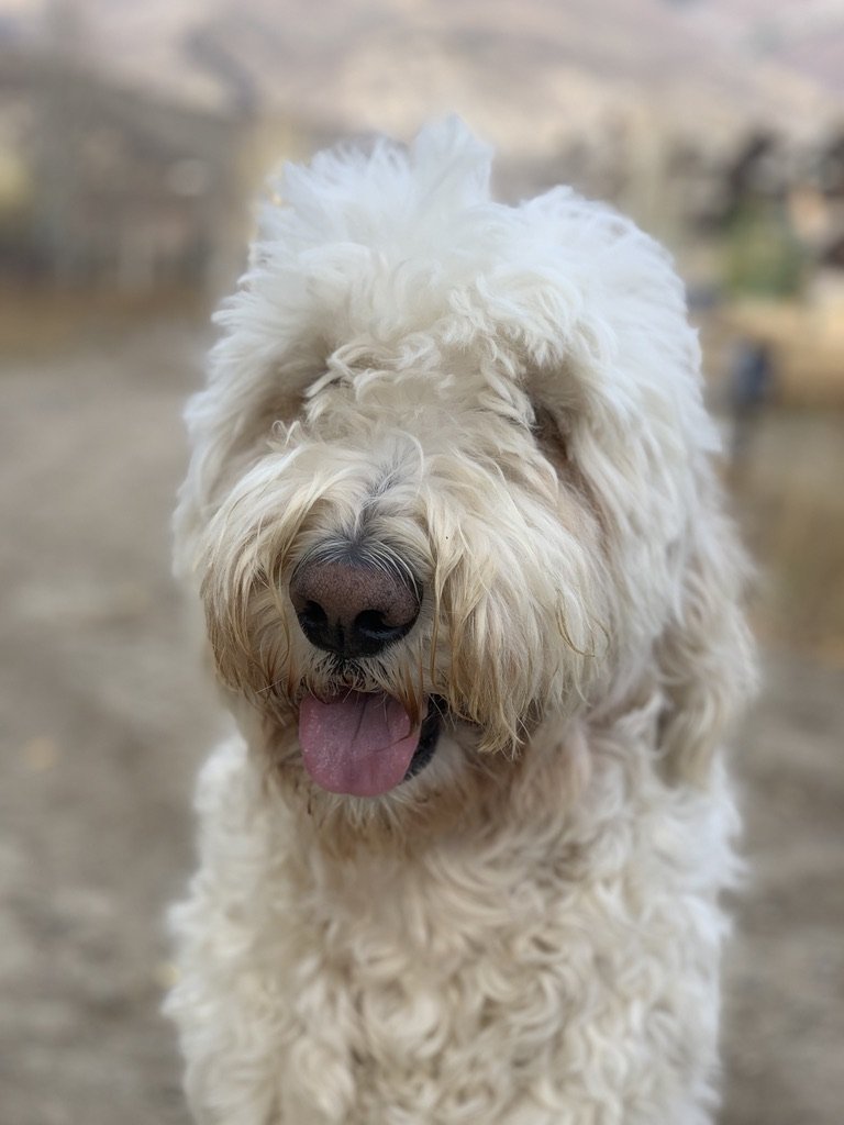 A close-up of a happy Pup-Stache with his tongue out on a rocky riverbank